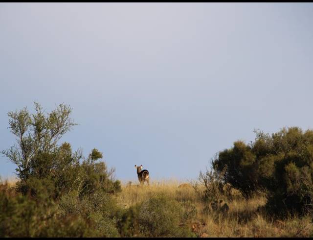 1,848HA FARM FOR SALE IN MIDDELBURG RURAL